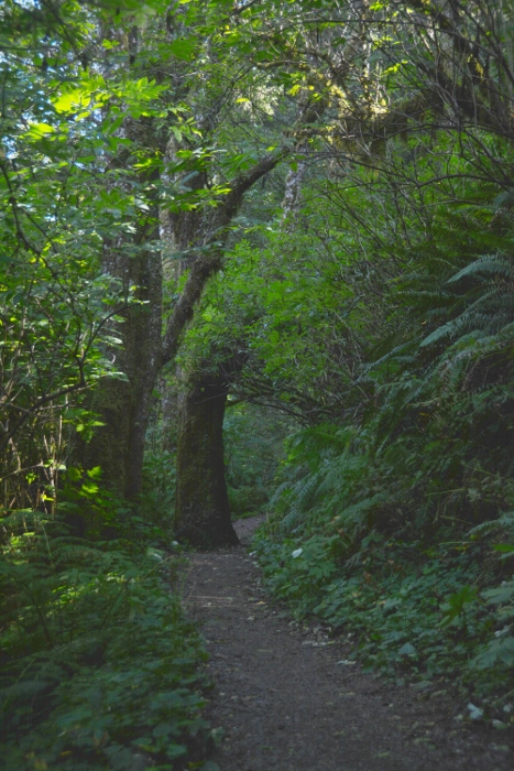 old forest growth on the trail to the giant sitka spruce
